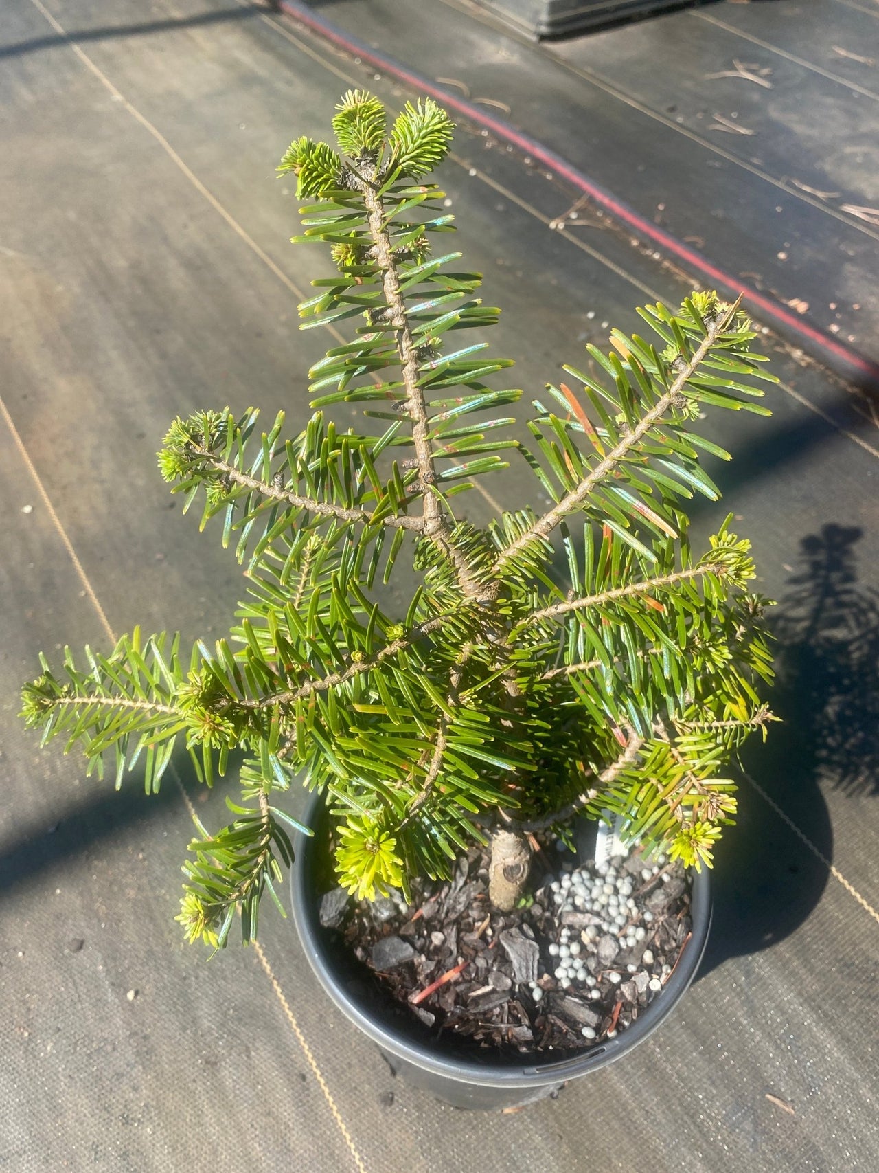 Abies alba 'Holden Arboretum' Silver fir - Maple Ridge Nursery