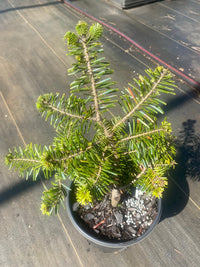 Thumbnail for Abies alba 'Holden Arboretum' Silver fir - Maple Ridge Nursery