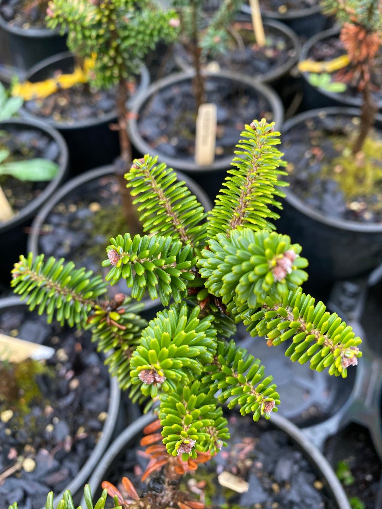 Abies koreana 'Alpine Star' Dwarf Korean Fir - Maple Ridge Nursery