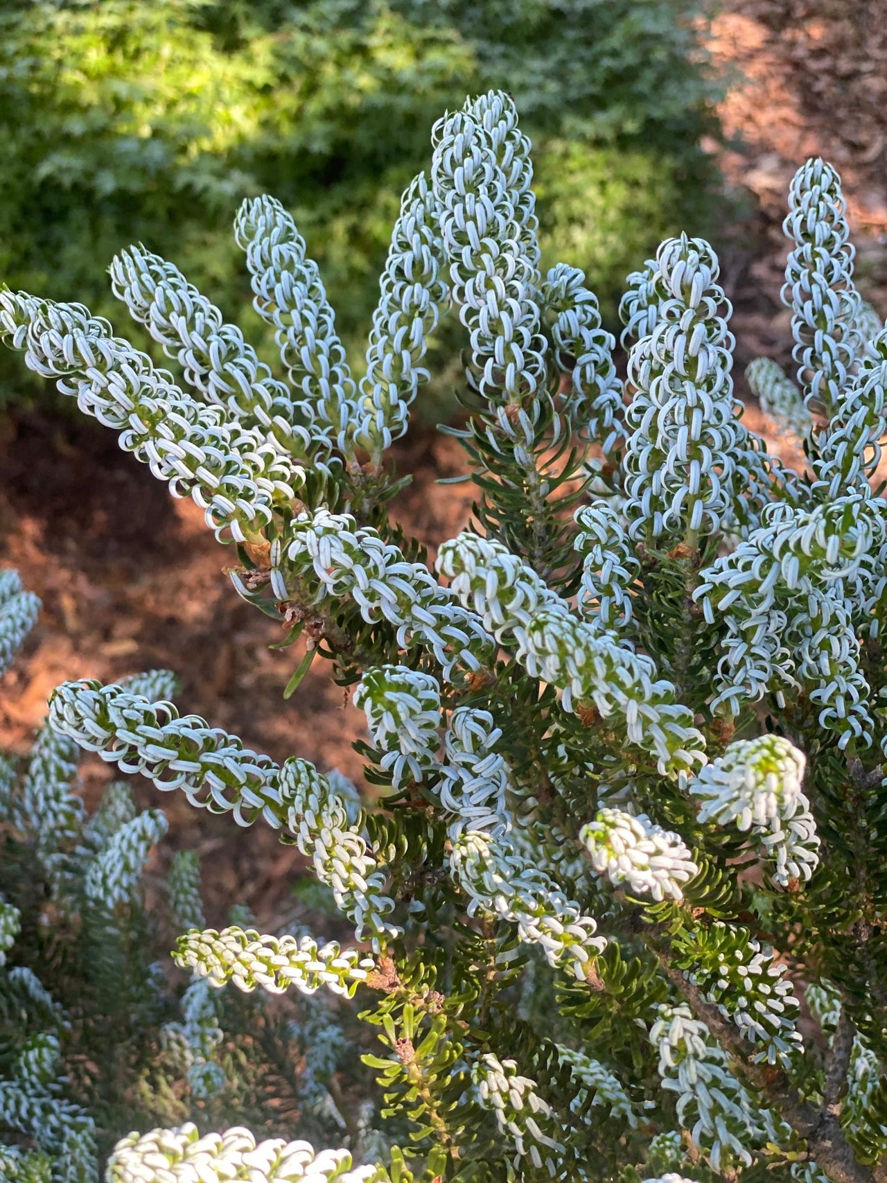 Abies koreana 'Horstmann's Silberlocke' Korean Fir - Maple Ridge Nursery