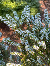 Thumbnail for Abies koreana 'Horstmann's Silberlocke' Korean Fir - Maple Ridge Nursery