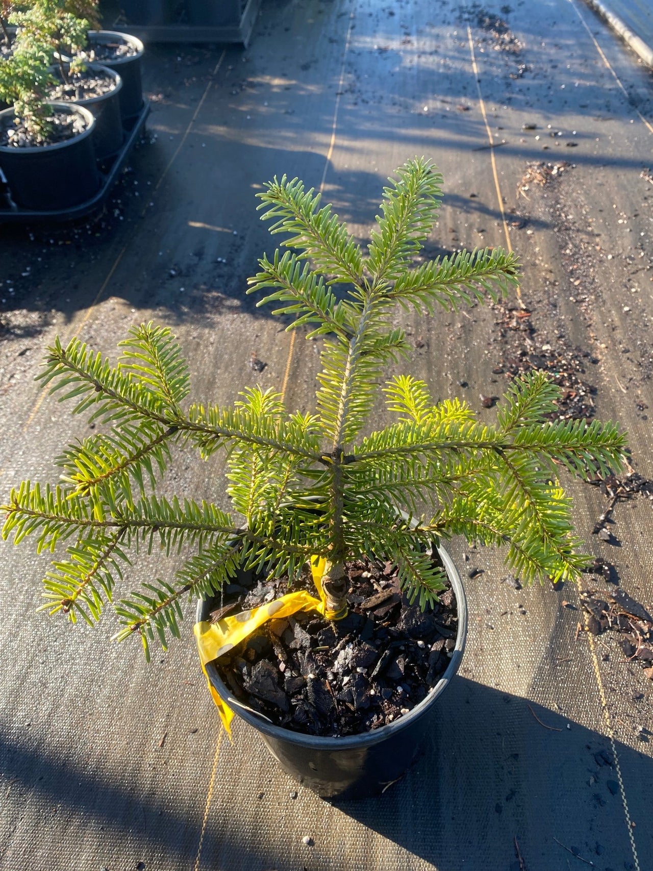 Abies nordmanniana 'Golden Spreader' - Maple Ridge Nursery