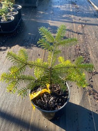 Thumbnail for Abies nordmanniana 'Golden Spreader' - Maple Ridge Nursery