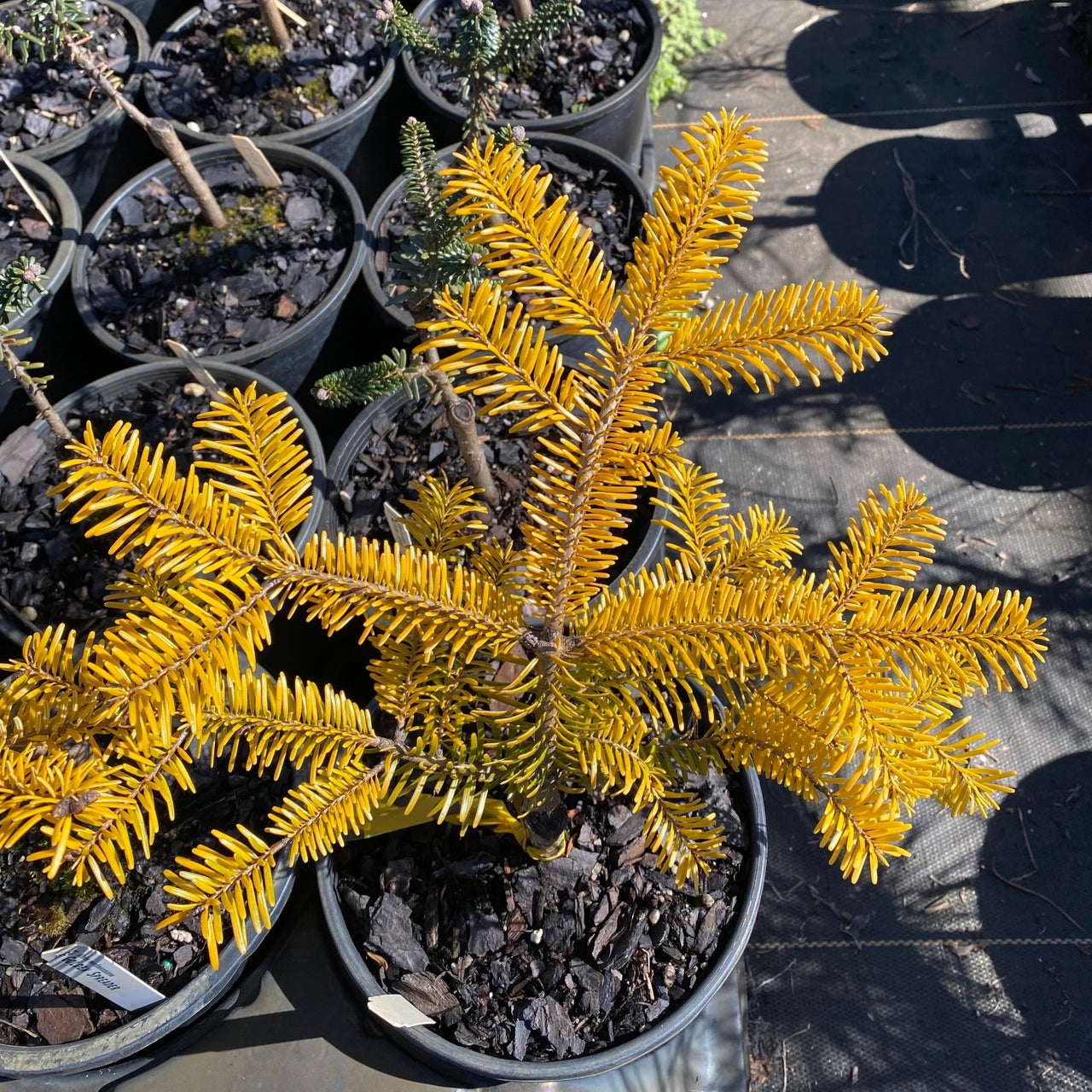 Abies nordmanniana 'Golden Spreader' - Maple Ridge Nursery