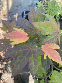 Thumbnail for Acer circinatum 'Burgundy Jewel' Vine Maple - Maple Ridge Nursery