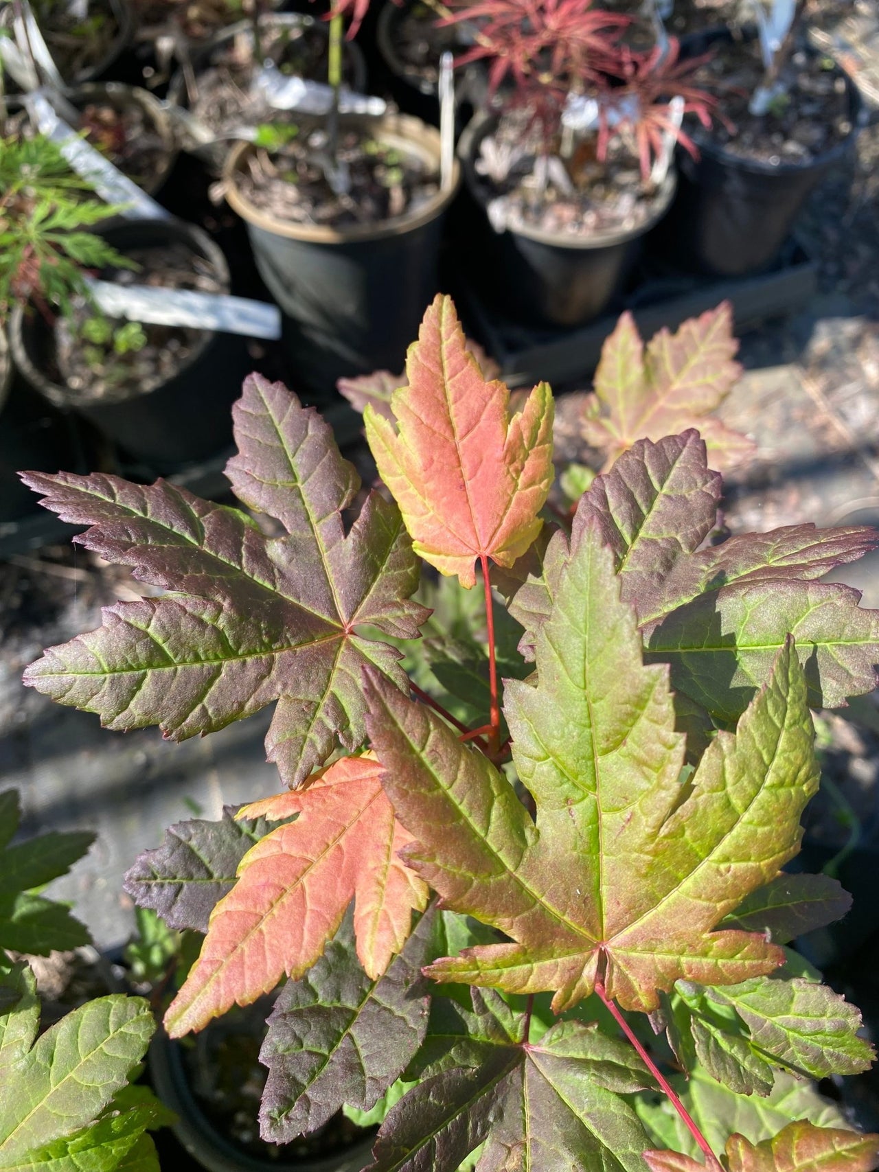 Acer circinatum 'Burgundy Jewel' Vine Maple - Maple Ridge Nursery