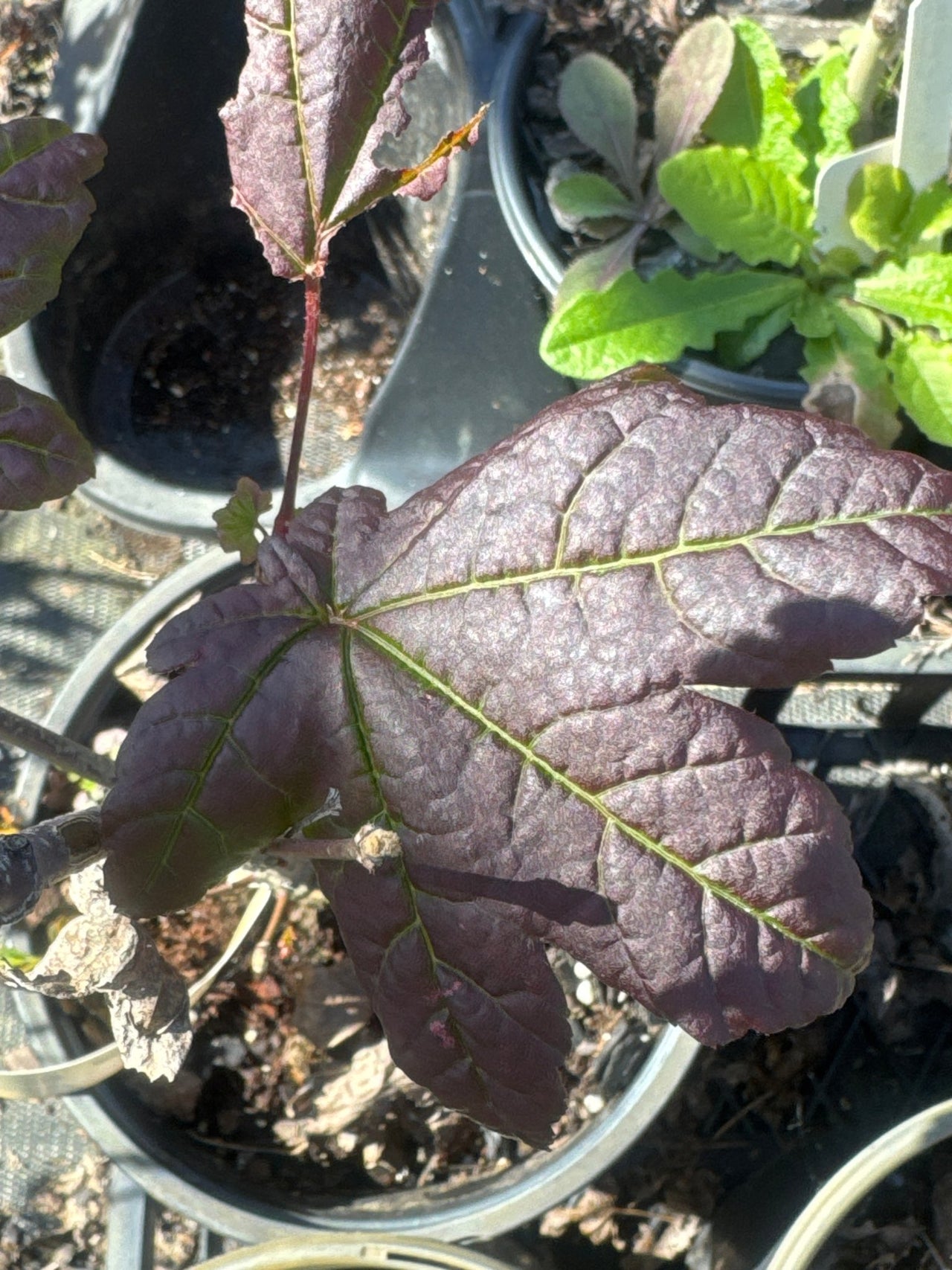 Acer circinatum 'Burgundy Jewel' Vine Maple - Maple Ridge Nursery