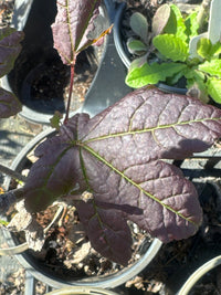 Thumbnail for Acer circinatum 'Burgundy Jewel' Vine Maple - Maple Ridge Nursery