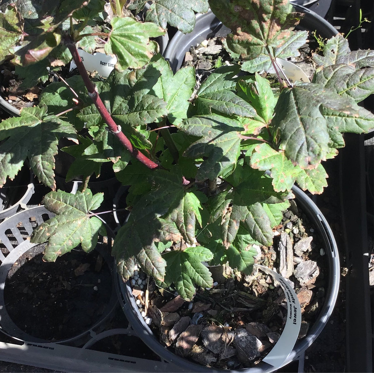 Acer circinatum 'Burgundy Jewel' Vine Maple - Maple Ridge Nursery