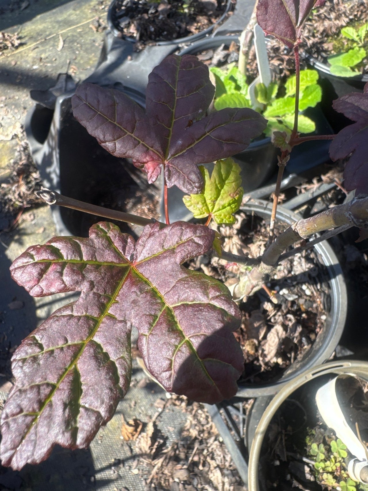 Acer circinatum 'Burgundy Jewel' Vine Maple - Maple Ridge Nursery