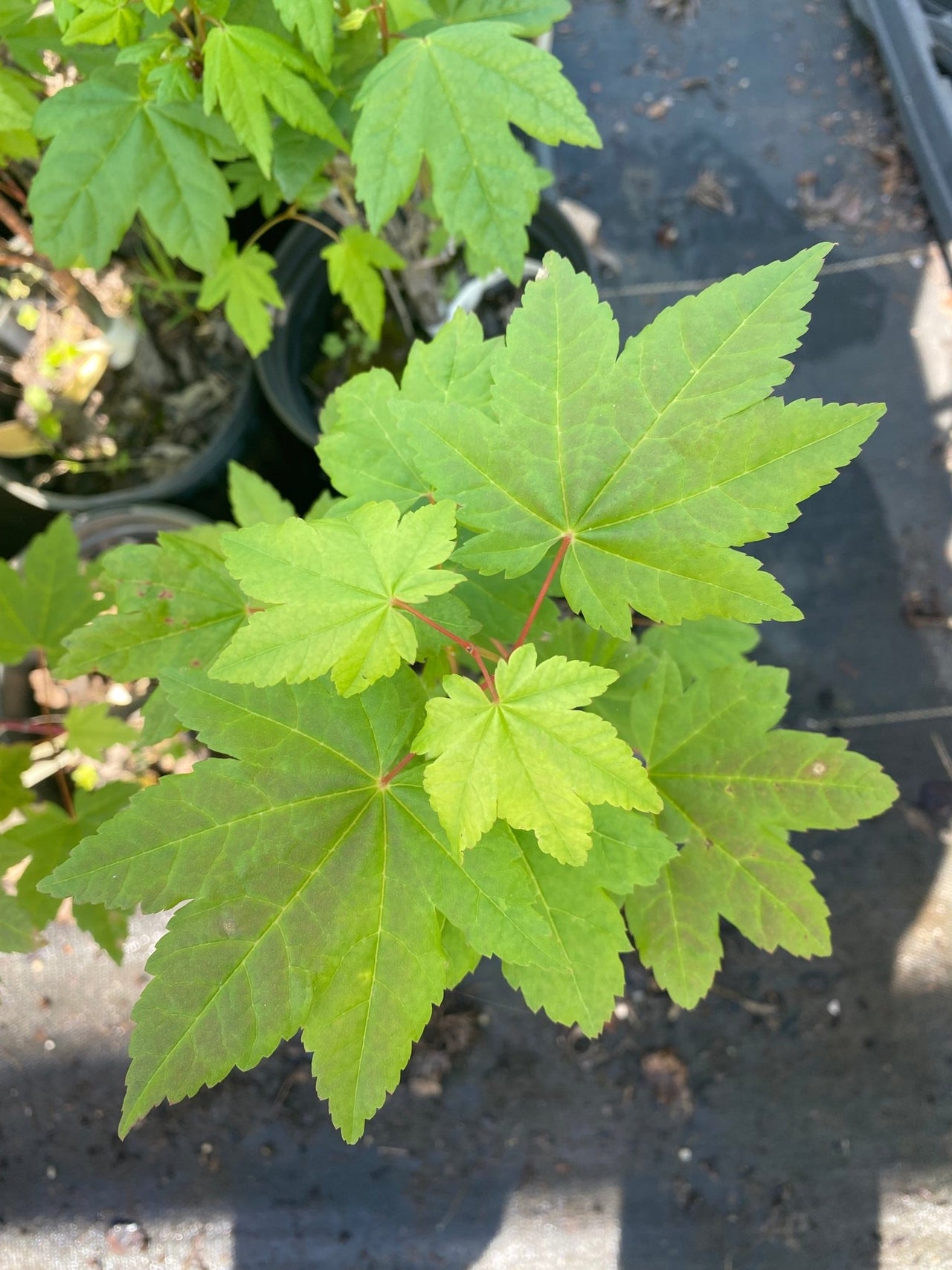 Acer circinatum 'Pacific Fire' Coral Bark Vine Maple - Maple Ridge Nursery