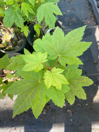 Thumbnail for Acer circinatum 'Pacific Fire' Coral Bark Vine Maple - Maple Ridge Nursery