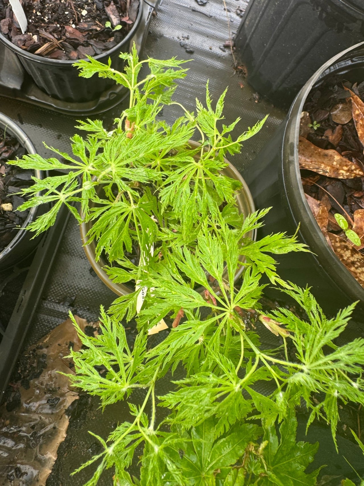 Acer japonicum 'Gossamer' Full Moon Japanese Maple - Maple Ridge Nursery