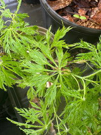 Thumbnail for Acer japonicum 'Gossamer' Full Moon Japanese Maple - Maple Ridge Nursery