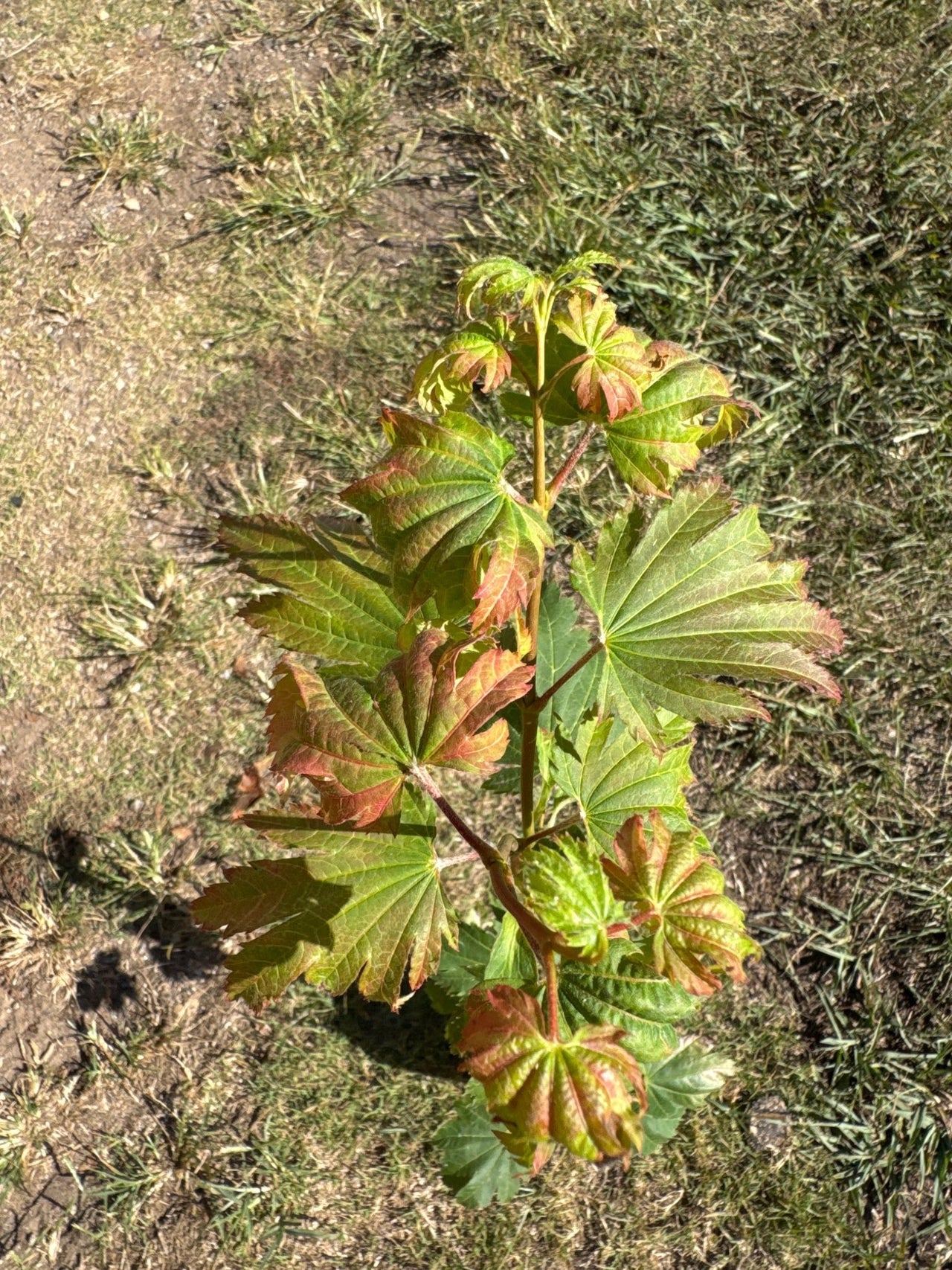 Acer japonicum 'Indian Summer' Full Moon Japanese Maple - Maple Ridge Nursery