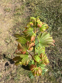 Thumbnail for Acer japonicum 'Indian Summer' Full Moon Japanese Maple - Maple Ridge Nursery