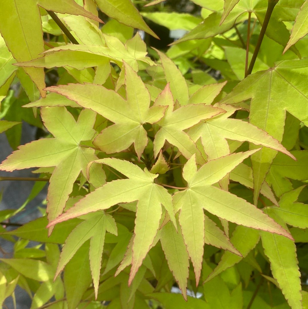 Acer oliverianum 'Hot Blonde' Heat Tolerant Japanese Maple - Maple Ridge Nursery