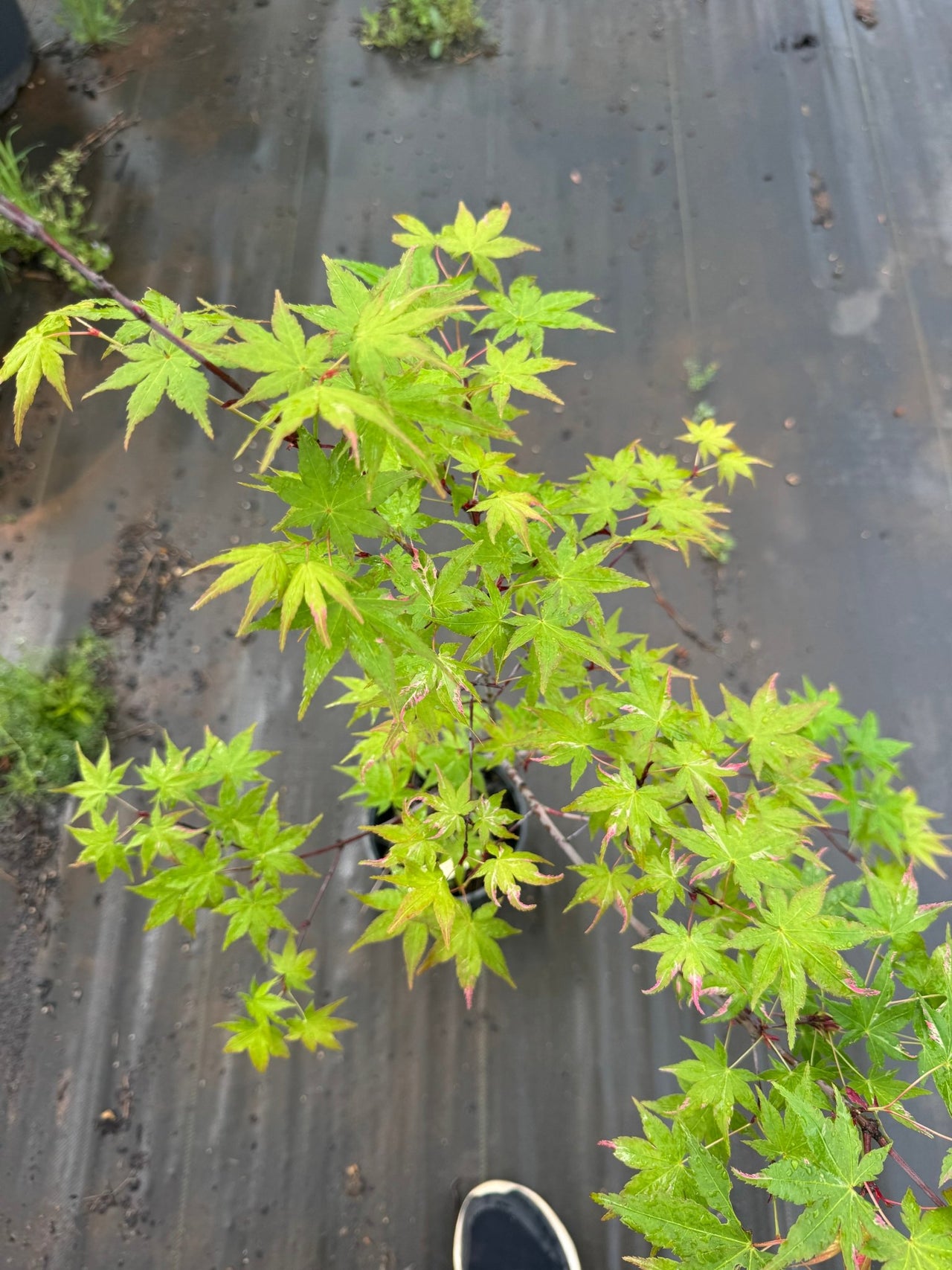 Acer palmatum 'Aizumi nishiki' Variegated Japanese Maple - Maple Ridge Nursery