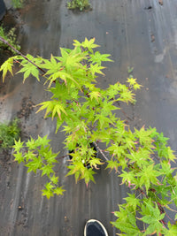 Thumbnail for Acer palmatum 'Aizumi nishiki' Variegated Japanese Maple - Maple Ridge Nursery