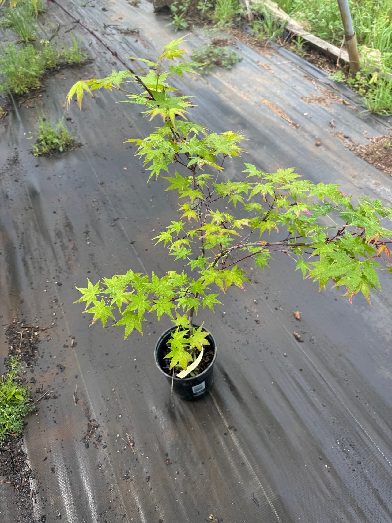 Acer palmatum 'Aizumi nishiki' Variegated Japanese Maple - Maple Ridge Nursery