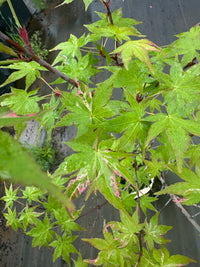 Thumbnail for Acer palmatum 'Aizumi nishiki' Variegated Japanese Maple - Maple Ridge Nursery