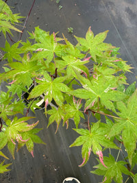 Thumbnail for Acer palmatum 'Aizumi nishiki' Variegated Japanese Maple - Maple Ridge Nursery