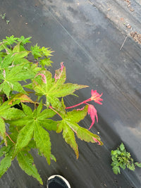 Thumbnail for Acer palmatum 'Aizumi nishiki' Variegated Japanese Maple - Maple Ridge Nursery