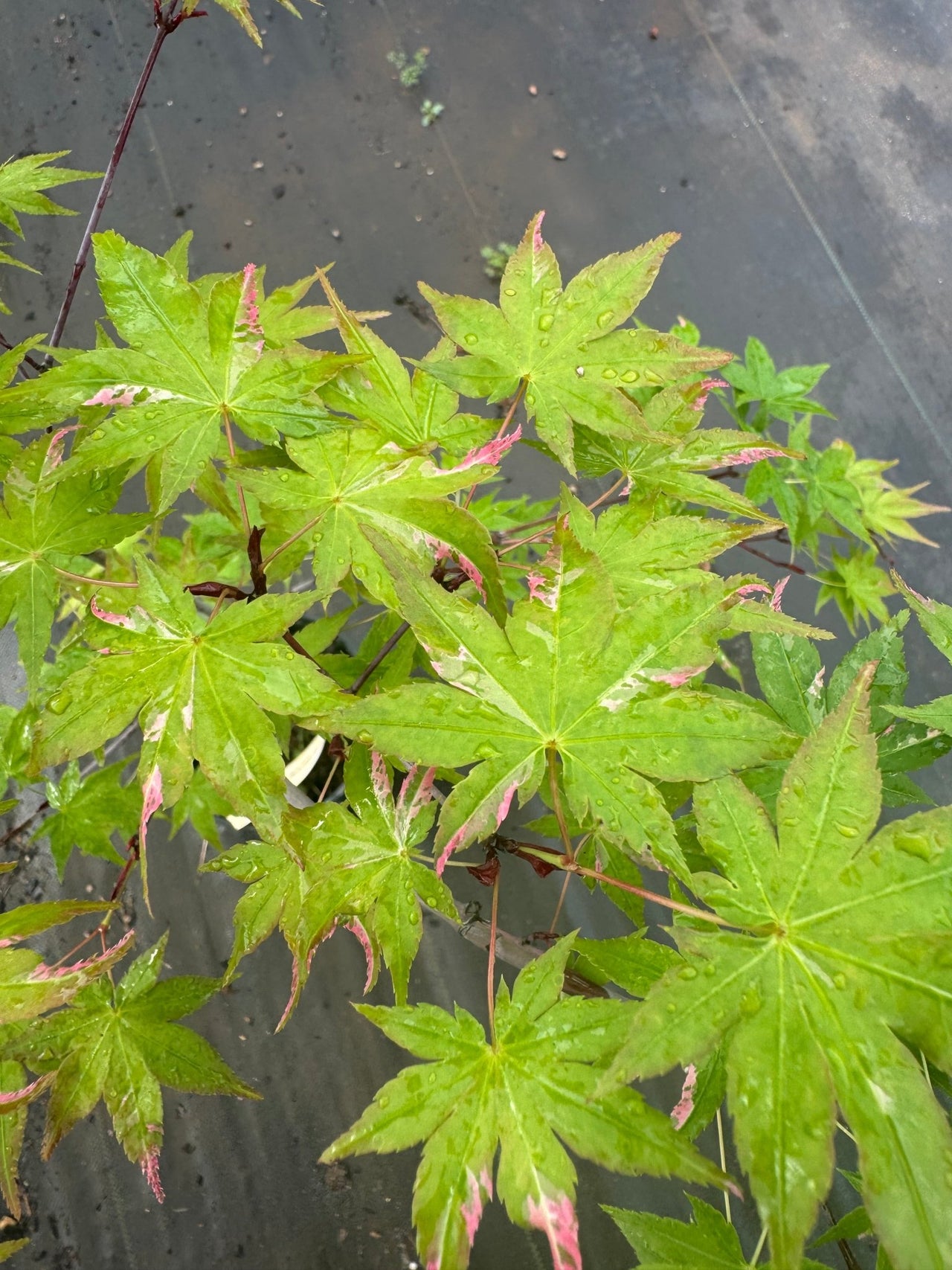 Acer palmatum 'Aizumi nishiki' Variegated Japanese Maple - Maple Ridge Nursery