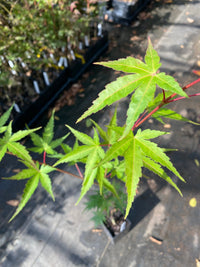 Thumbnail for Acer palmatum 'Allen's Gold' - Maple Ridge Nursery