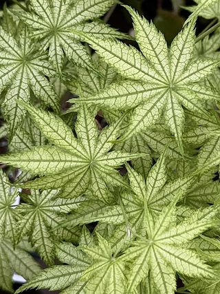 Acer palmatum 'Alpine Silver Thread' Reticulated Japanese Maple - Maple Ridge Nursery