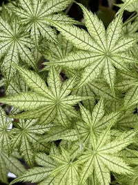 Thumbnail for Acer palmatum 'Alpine Silver Thread' Reticulated Japanese Maple - Maple Ridge Nursery