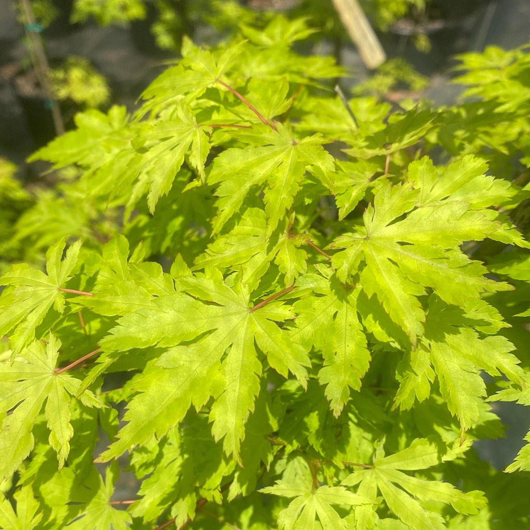 Acer palmatum 'Anne Irene' Rare Yellow Japanese Maple - Maple Ridge Nursery