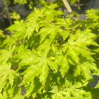 Thumbnail for Acer palmatum 'Anne Irene' Rare Yellow Japanese Maple - Maple Ridge Nursery
