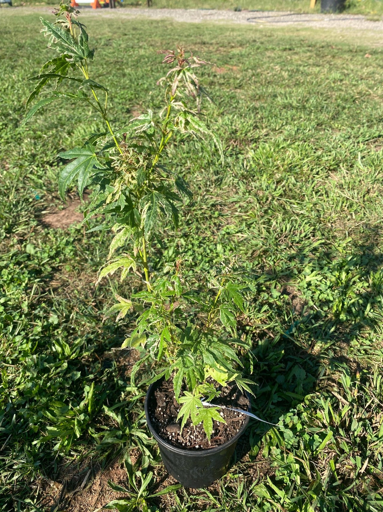 Acer palmatum 'Arctic Flame' Rare Japanese Maple - Maple Ridge Nursery