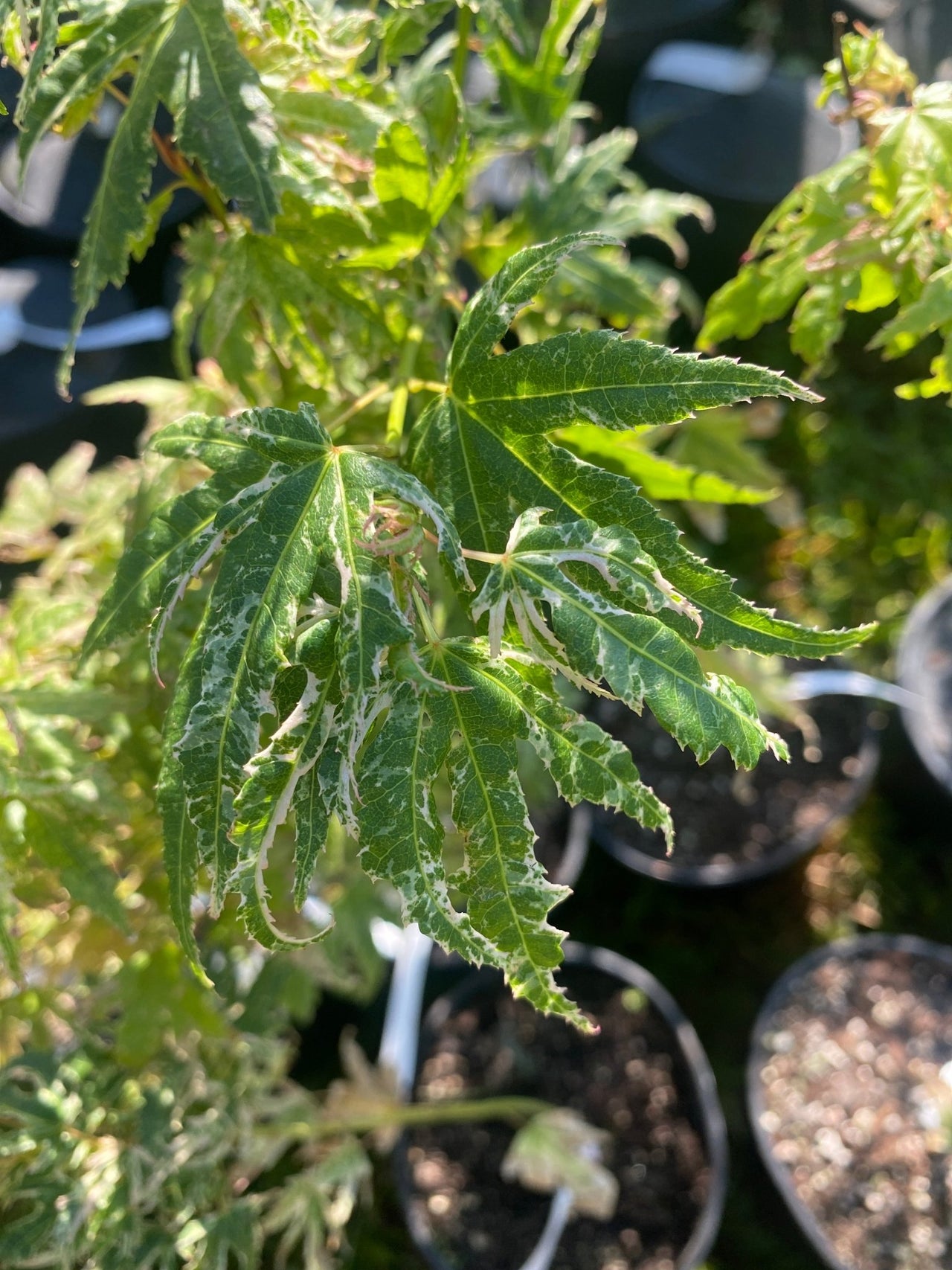 Acer palmatum 'Arctic Flame' Rare Japanese Maple - Maple Ridge Nursery