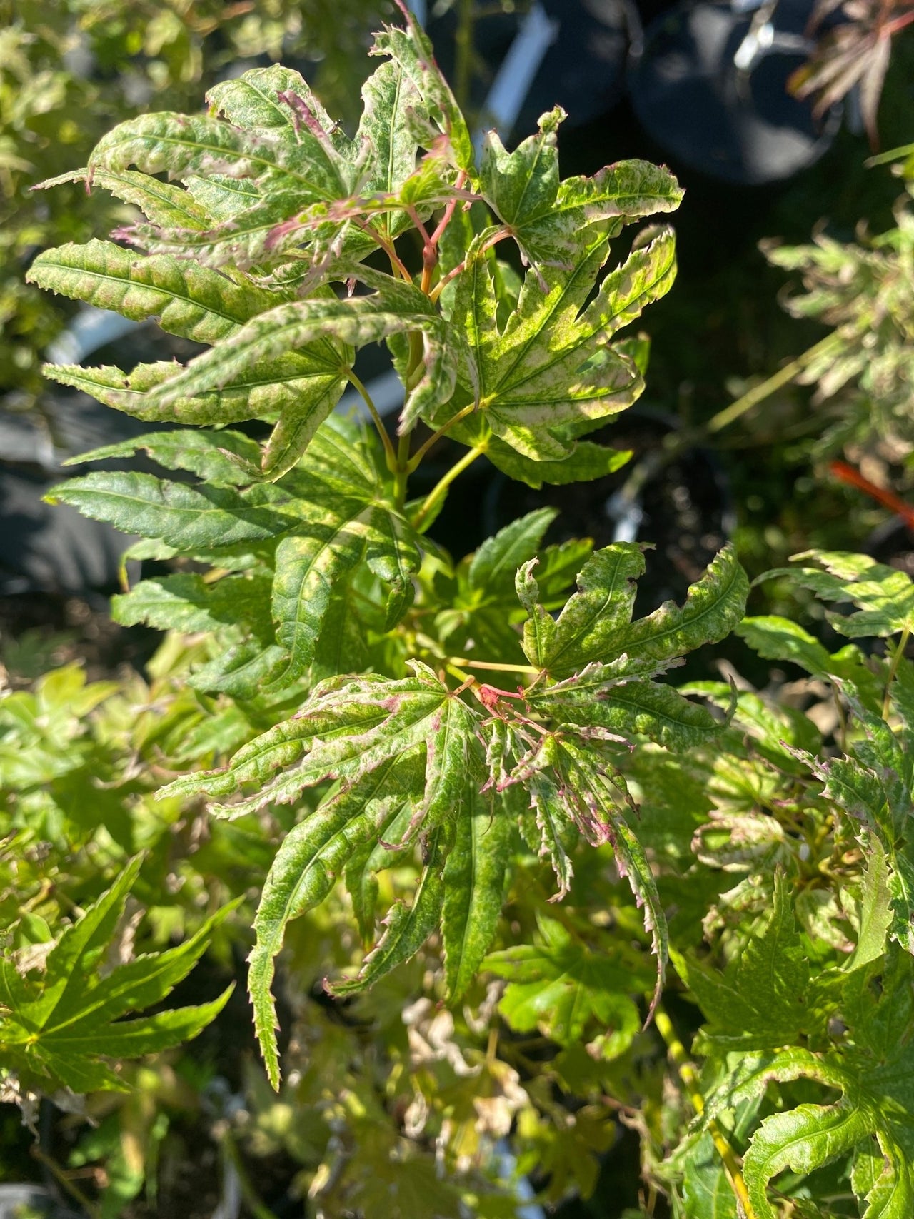 Acer palmatum 'Arctic Flame' Rare Japanese Maple - Maple Ridge Nursery