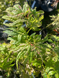 Thumbnail for Acer palmatum 'Arctic Flame' Rare Japanese Maple - Maple Ridge Nursery