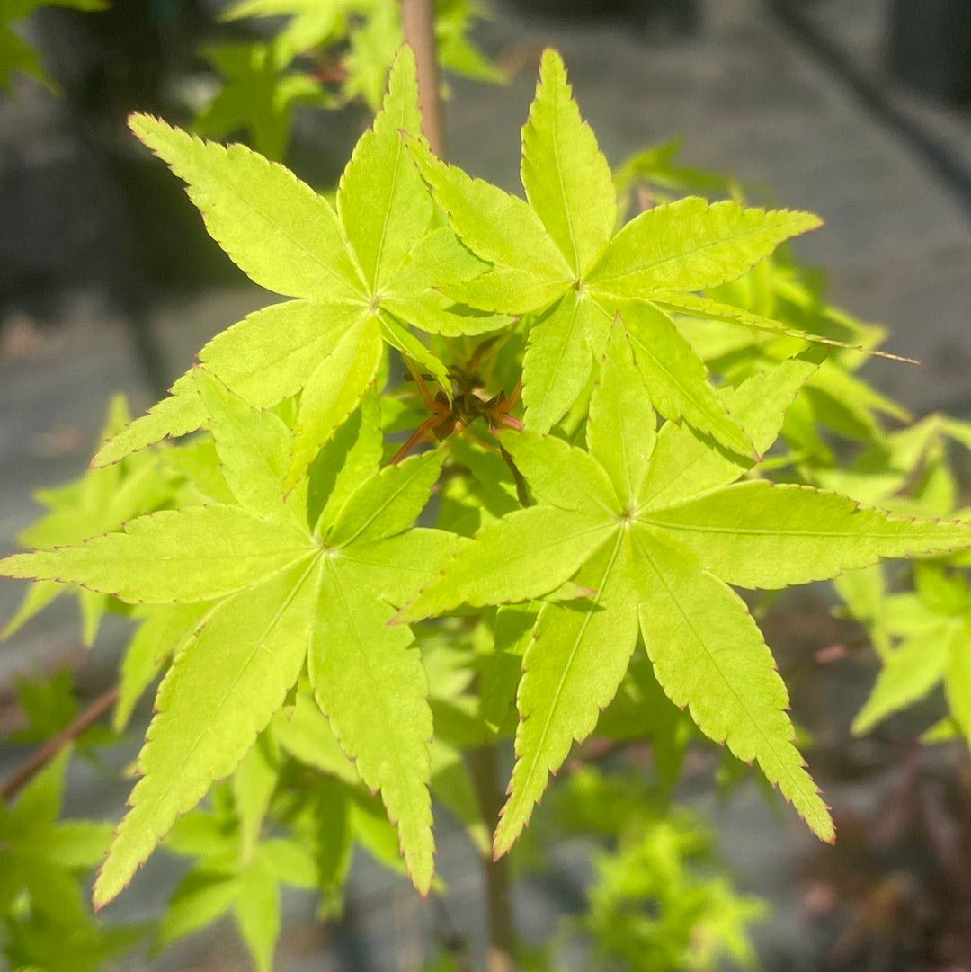 Acer palmatum 'Beni musume' - Maple Ridge Nursery