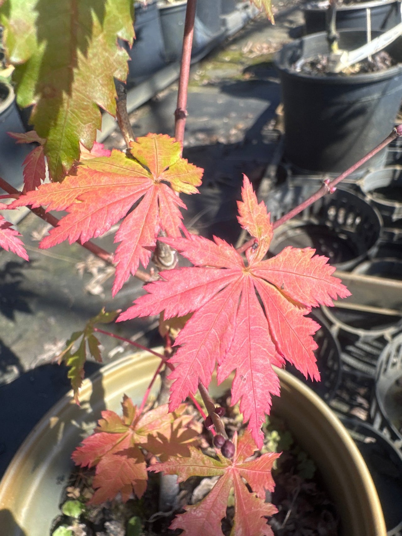 Acer palmatum 'Blonde Beauty' Reticulated Japanese Maple - Maple Ridge Nursery