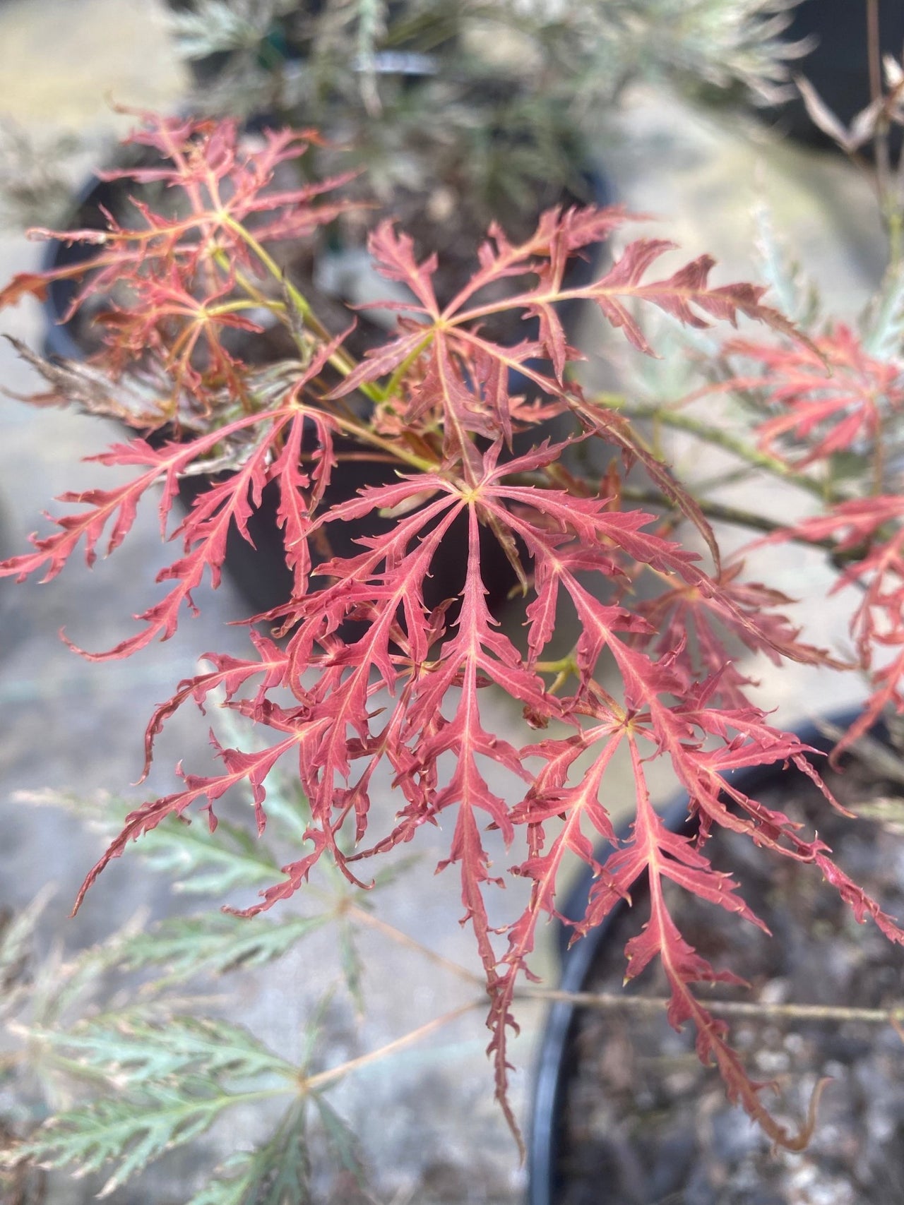 Acer palmatum 'Brocade' Dwarf Japanese Maple - Maple Ridge Nursery