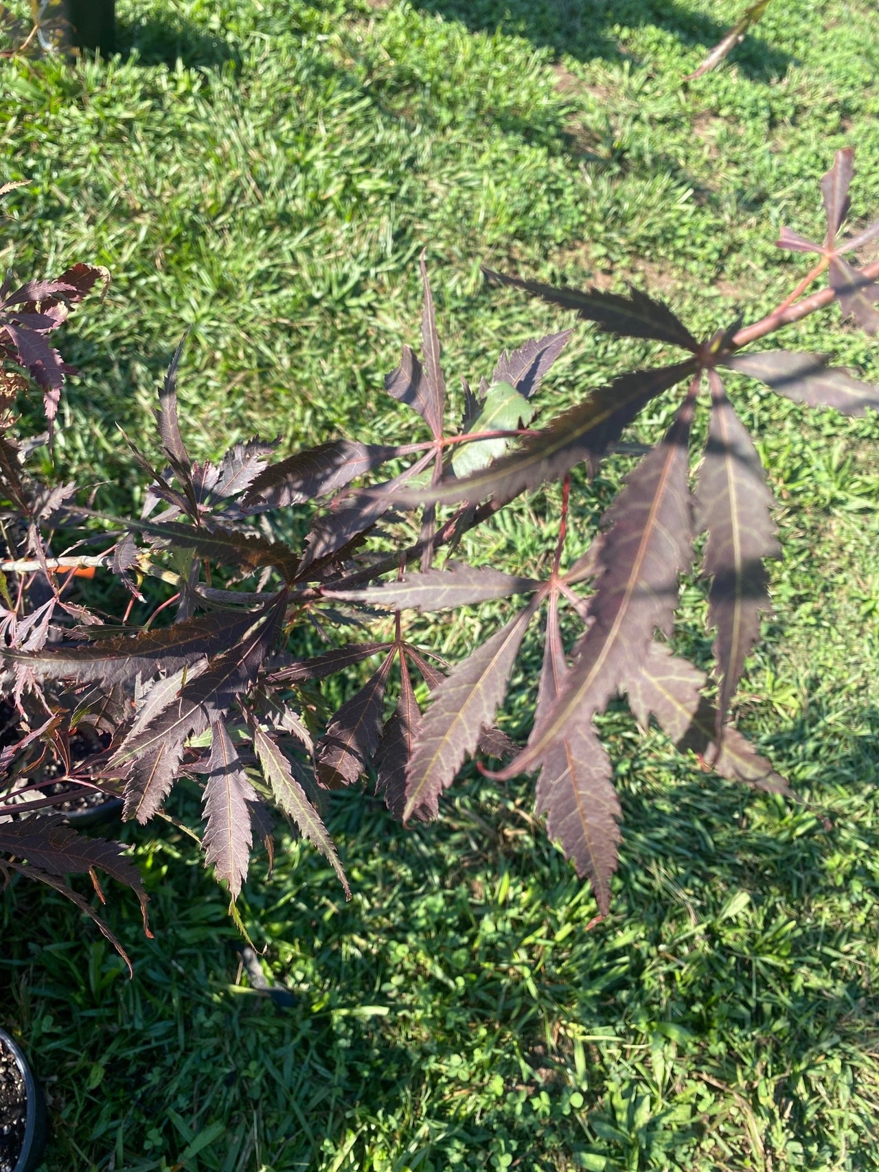 Acer palmatum ‘Cecilia’ Red Japanese Maple - Maple Ridge Nursery