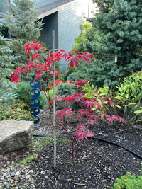 Thumbnail for Acer palmatum ‘Cecilia’ Red Japanese Maple - Maple Ridge Nursery