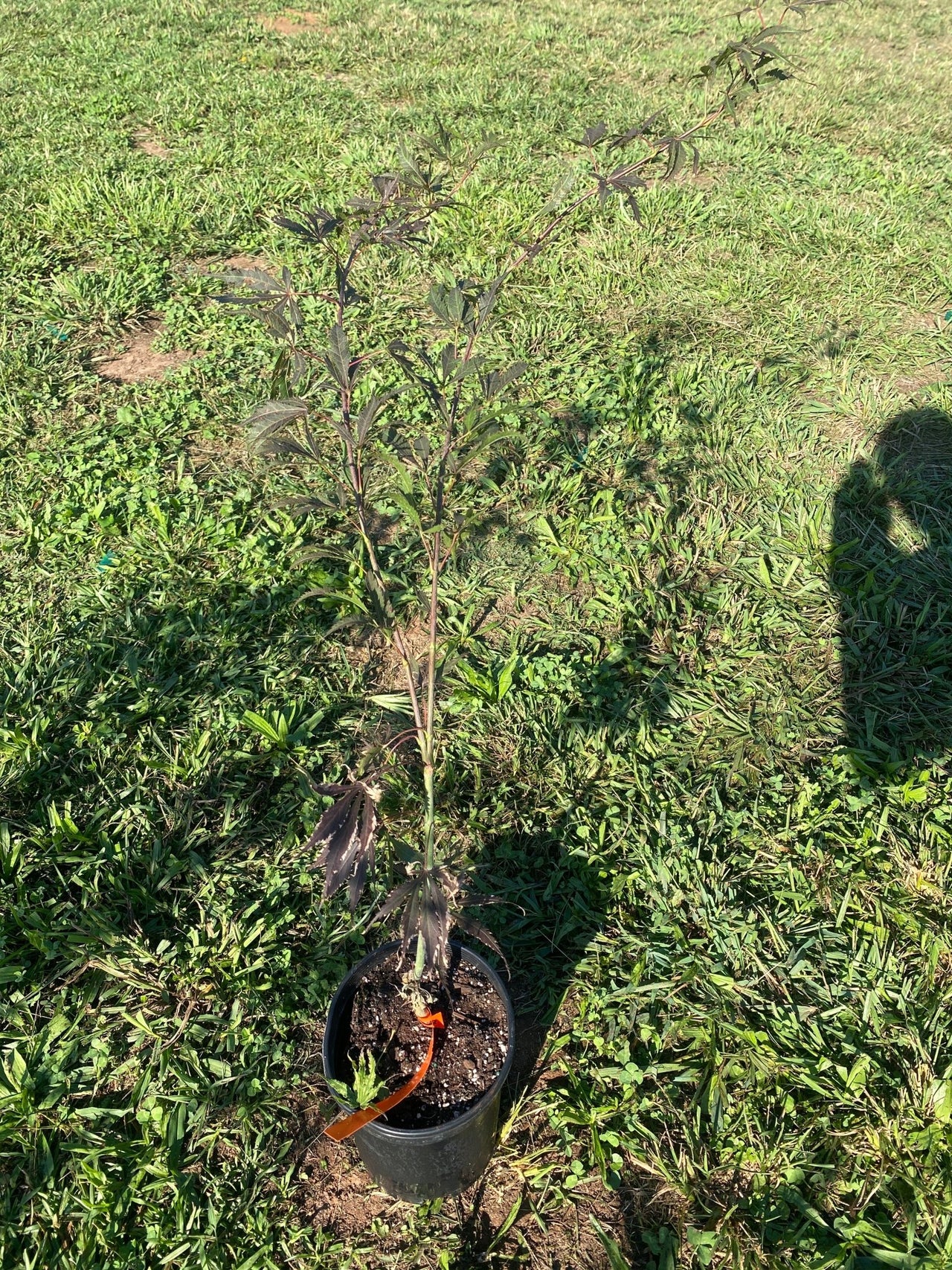 Acer palmatum ‘Cecilia’ Red Japanese Maple - Maple Ridge Nursery