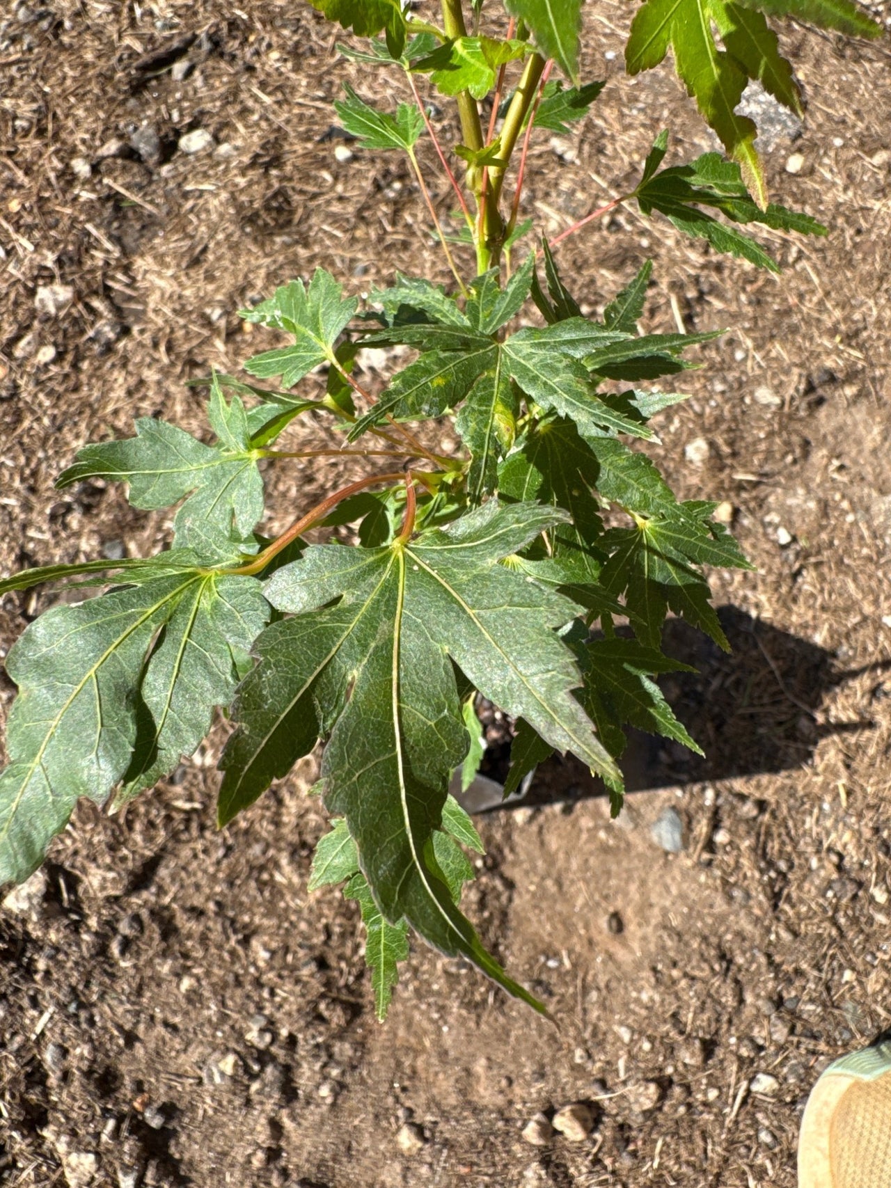 Acer palmatum ‘Cloud of Dragons’ - Maple Ridge Nursery