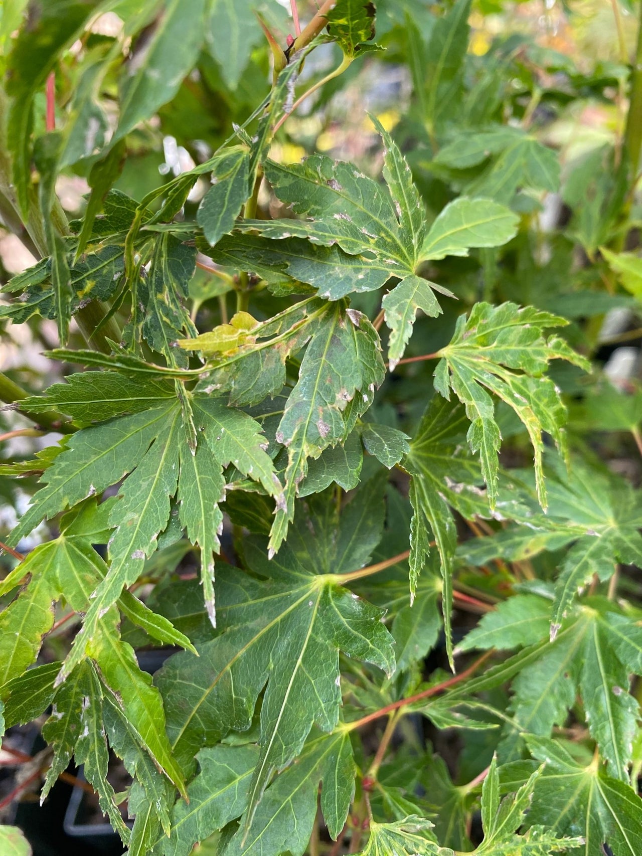 Acer palmatum ‘Cloud of Dragons’ - Maple Ridge Nursery