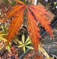 Thumbnail for Acer palmatum 'Crimson Carole' Red Japanese Maple - Maple Ridge Nursery