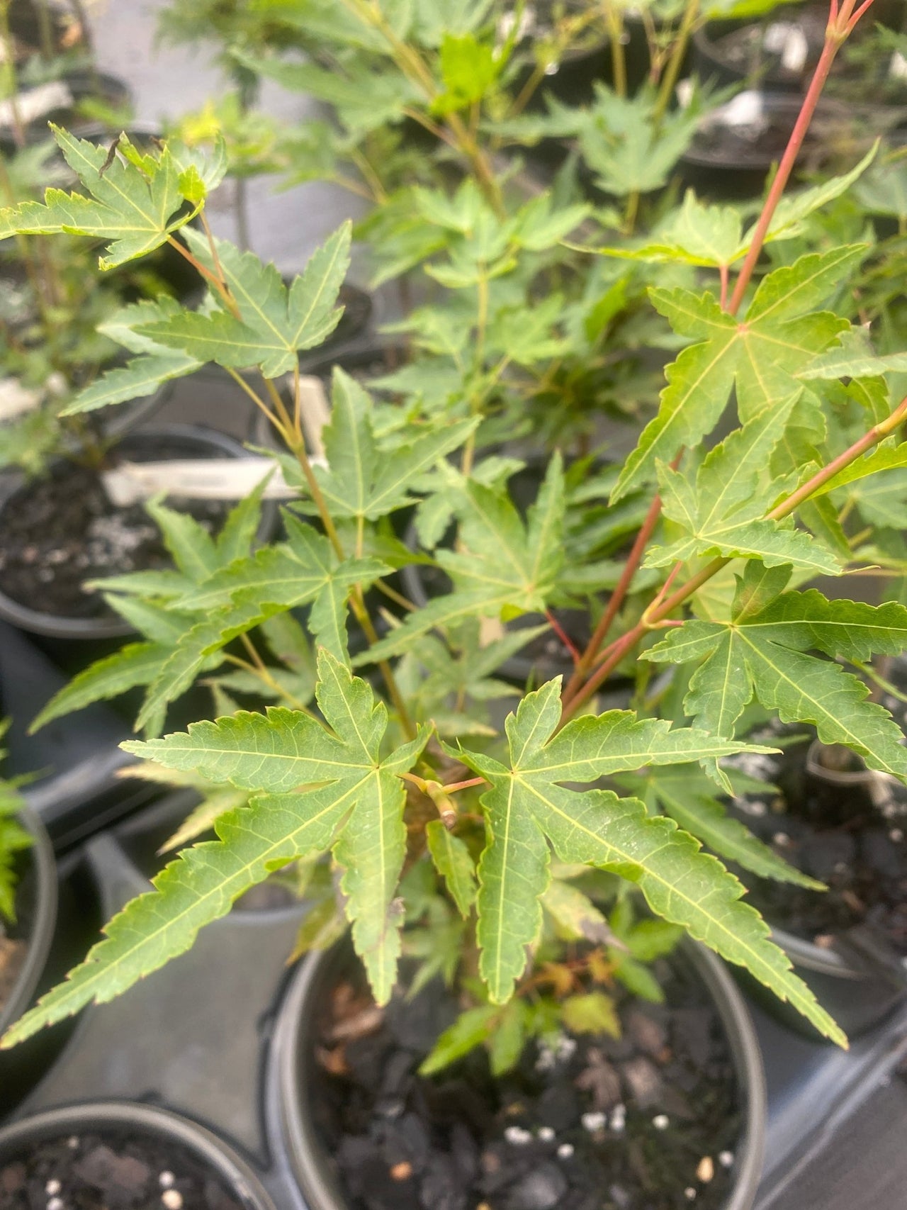 Acer palmatum 'Cupid' Dwarf Coral Bark Japanese Maple - Maple Ridge Nursery