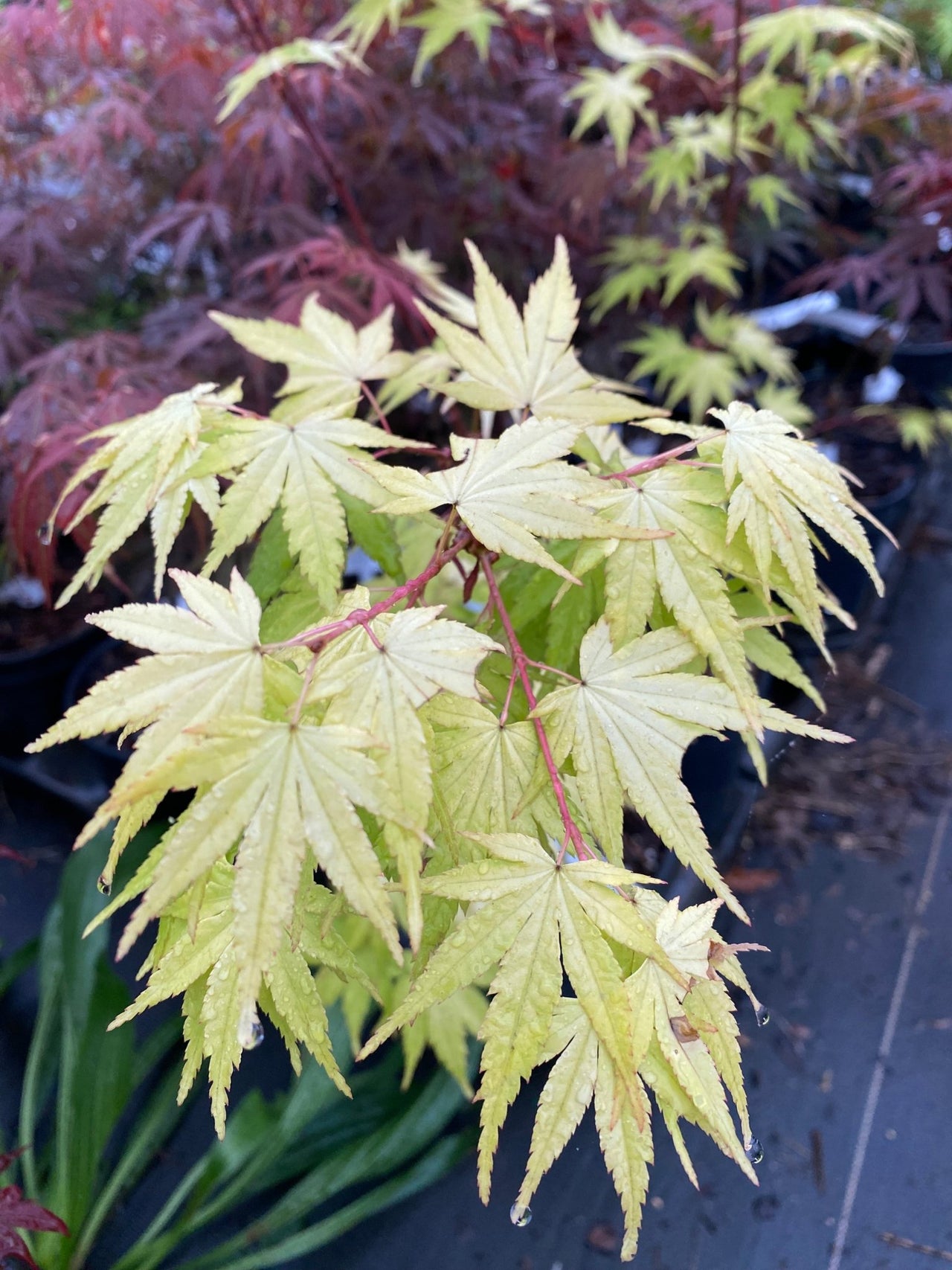 Acer palmatum 'Daidai haru' Yellow Japanese Maple - Maple Ridge Nursery