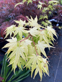 Thumbnail for Acer palmatum 'Daidai haru' Yellow Japanese Maple - Maple Ridge Nursery
