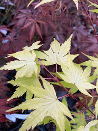Thumbnail for Acer palmatum 'Daidai haru' Yellow Japanese Maple - Maple Ridge Nursery